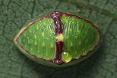 Limacodidae
