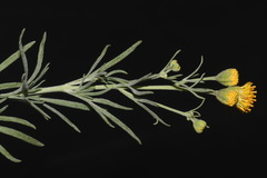 Picradeniopsis oppositifolia