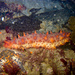 Giant California Sea Cucumber - Photo (c) Ken-ichi Ueda, some rights reserved (CC BY)