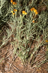 Picradeniopsis oppositifolia