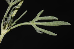Picradeniopsis oppositifolia