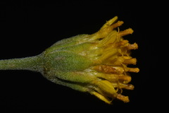 Picradeniopsis oppositifolia