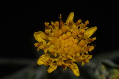 Picradeniopsis oppositifolia