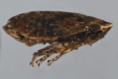 Stroggylocephalus