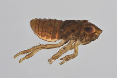 Stroggylocephalus