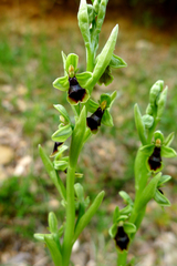Ophrys insectifera subinsectifera