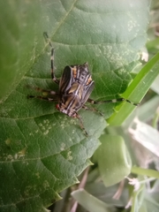 Hemiptera