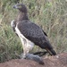 Martial Eagle - Photo (c) seasav, some rights reserved (CC BY-NC-ND), uploaded by seasav