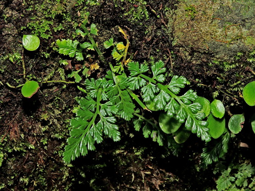 Image of Beijing spleenwort by (c) Jacy Chen, some rights reserved (CC BY)