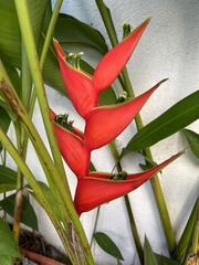 Heliconia stricta