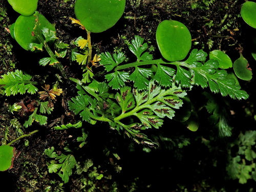 Image of Asplenium pekinense by (c) Jacy Chen, some rights reserved (CC BY)