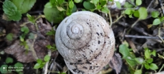 Helix straminea