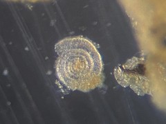 Cornuspira involvens