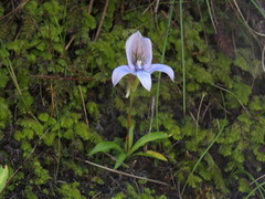 Hymenophyllum capense
