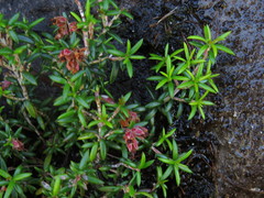 Erica petiolaris