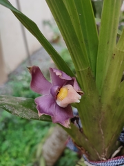 Pescatoria coelestis