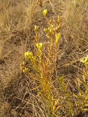 Linaria biebersteinii ruthenica