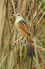 Indian Grassbird photo 3