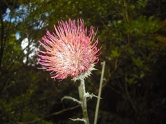 Cirsium subcoriaceum