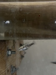 Xiphophorus couchianus