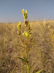Linaria biebersteinii ruthenica