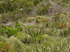 Anthochortus crinalis