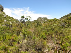 Amphithalea imbricata