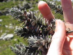 Amphithalea imbricata