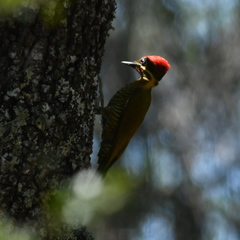 Piculus chrysochloros