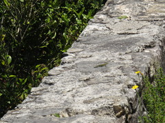 Tropidosaura gularis