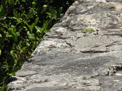 Tropidosaura gularis