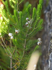 Erica triflora triflora