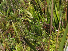 Erica triflora triflora
