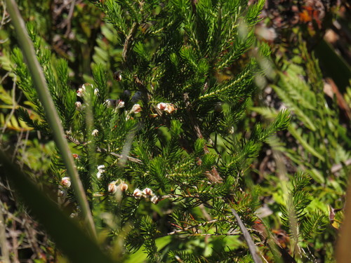 Image of Erica triflora by (c) Jeremy Gilmore, some rights reserved (CC BY)