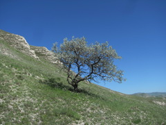 Pyrus salicifolia