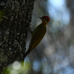Piculus chrysochloros