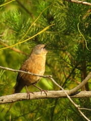 Cryptillas victorini