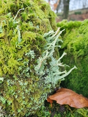 Cladonia polydactyla