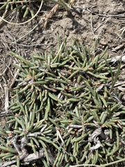 Ephedra frustillata