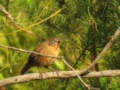 Cryptillas victorini