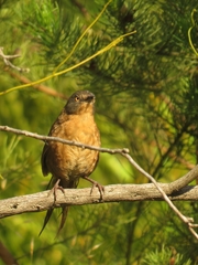 Cryptillas victorini