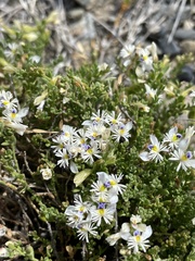 Acanthocladus tehuelchum