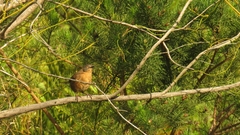 Cryptillas victorini