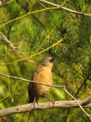 Cryptillas victorini