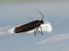 Scythris sinensis