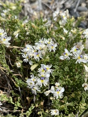 Acanthocladus tehuelchum