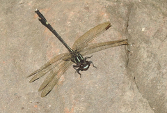 Progomphus phyllochromus
