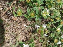 Richardia grandiflora