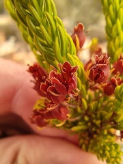 Erica parilis