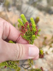 Erica parilis